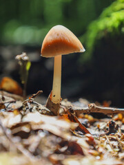 This vertical shot focuses on a graceful mushroom with a thin stem and a conical cap, standing among dry leaves.