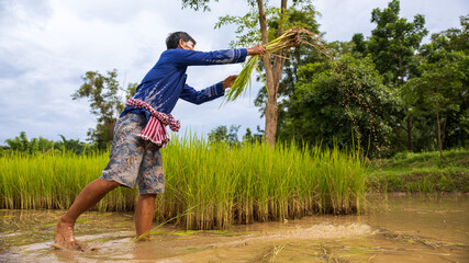 Farmer harvesting rice in lush green field during overcast day in rural area of Southeast Asia