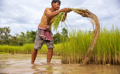 Elderly farmer harvesting rice in a lush green field under cloudy skies during the summer season
