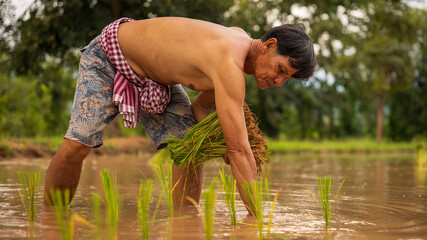 Man planting rice seedlings in flooded rice field during sunny afternoon in rural area