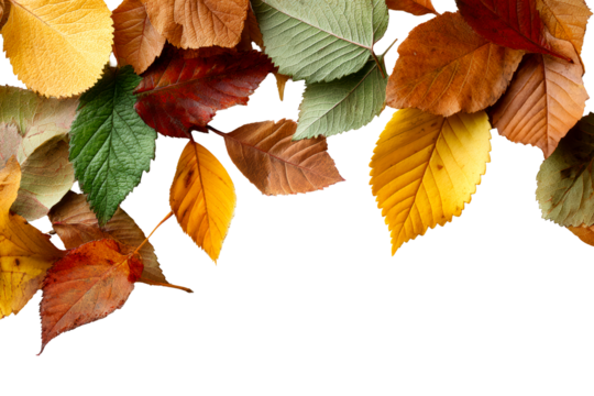 Autumn leaves on a clear background
