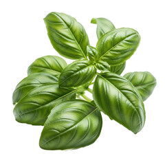 Fototapeta premium A fresh bunch of glossy green sweet basil leaves, an essential culinary herb, isolated on a plain white background