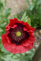We Remember