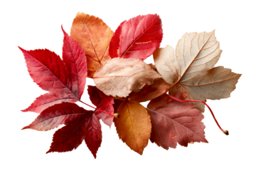 Colorful autumn leaves on clear backdrop