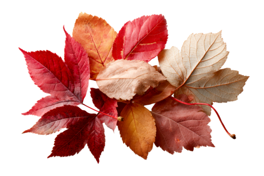 Colorful autumn leaves on clear backdrop