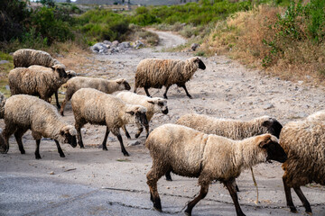 Herde von Schafen auf einem Feldweg im Salinas y Aguada Blanca Nationalreservat in Peru