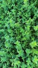 Close-up view of fresh green mint leaves, ideal for culinary, gardening, or herbal themes. © Zineb