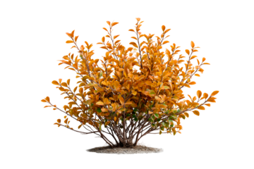 Orange leaved bush on clear background