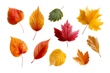 Colorful autumn leaves on a transparent background