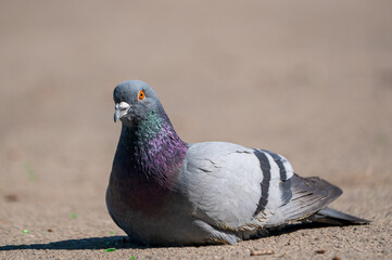 a solitary pigeon on the ground