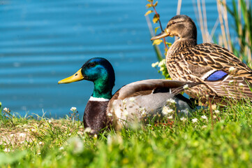  mallard ducks resting on the grass