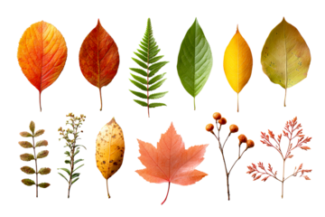 Colorful autumn leaves on clear backdrop