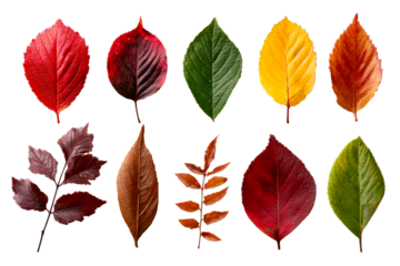 Autumn leaves on transparent background