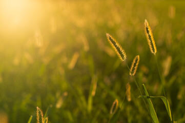 grass field in summer