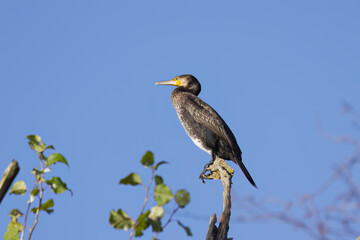 Beautiful cormorant with turquoise eyes on a branch, green leaves in the background, cormorant from...