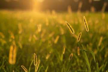 grass field in summer
