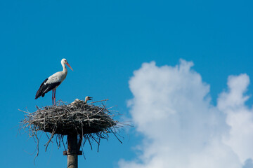 White stork family nest