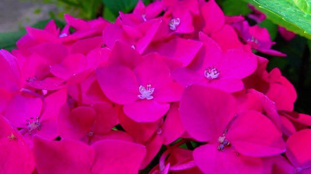 Dark pink Hydrangea flowers - close-up of flowers of ornamental plant in garden