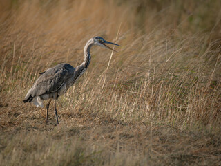 Hunting Grey Heron Bird on grassland