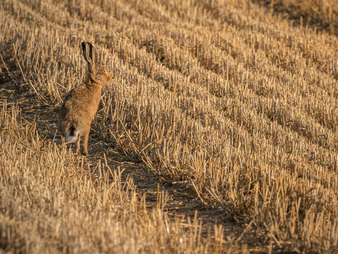 UK Brown Hare in a field of Wheat