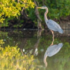 Obraz premium Heron wading, reflected in still water