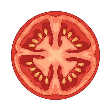 Vibrant red tomato slice cut in half, revealing seeds and pulp in a detailed vector illustration.