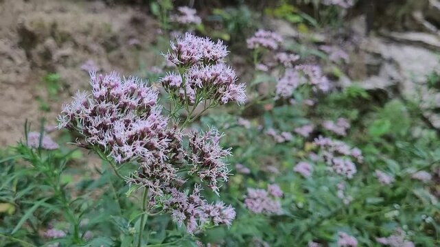 Hemp agrimony plant (Eupatorium cannabinum)