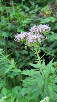 Hemp agrimony plant (Eupatorium cannabinum)