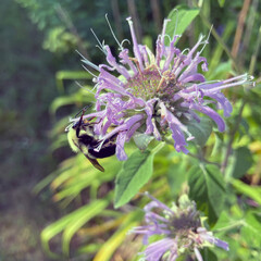 Bumble bee pollinator on bee balm, flower, bergamot 