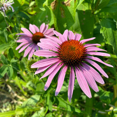 coneflower, echinacea, Garden 