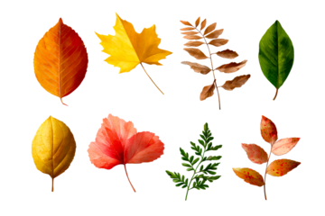Autumn leaves collection, transparent bg