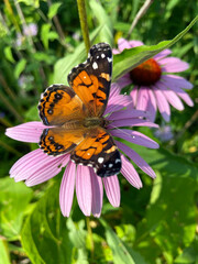 butterfly on flower, coneflower, echinacea