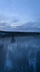 Aerial view of winter forest in fog