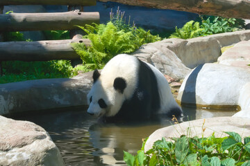 Giant panda (ailuropoda melanoleuca) sitting in water on a hot summer day in Moscow Zoo