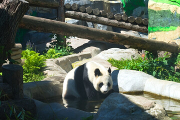 Giant panda (ailuropoda melanoleuca) sitting in water on a hot summer day in Moscow Zoo