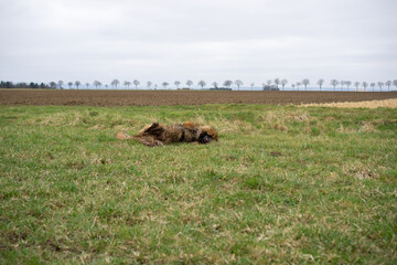 a wet German Shepherd rolls around on a green meadow