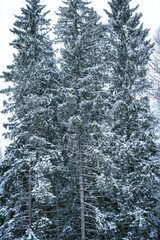 portrait of snow-covered trees