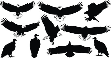 Silhouettes of eagles, vultures, flying birds, wildlife illustration, nature background, bird poses, ornithology concept, animal shadows, vector art, predator silhouettes