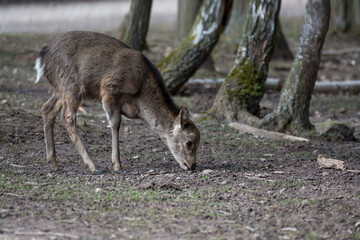 A deer is eating grass in a field