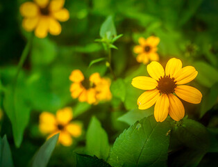 yellow flowers on green background