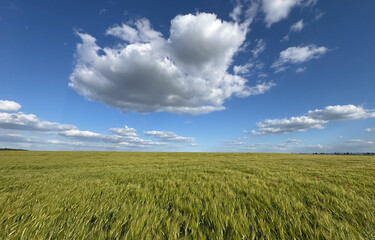 A field of grass with a blue sky and clouds
