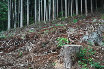 杉の木の伐採がされた森の一部
