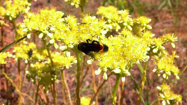 Scolia hirta, medium-sized wild wasp collecting nectar on flowers in the garden