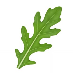 Fototapeta premium Two fresh green arugula rocket leaves showing detailed lobed edges and stem structure on white background