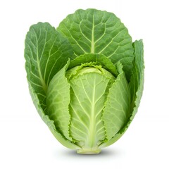 Obraz premium Whole fresh green cabbage head viewed from top showing tightly layered leaves with prominent veining on white background