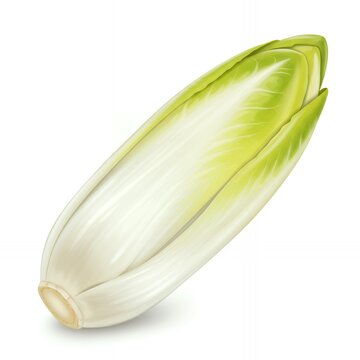 Fresh Belgian endive chicory vegetable isolated on white background, healthy organic leafy vegetable for salads and cooking