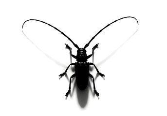Vector illustration of a black dragonfly with green wings on an isolated white background, a closeup macro of the insect