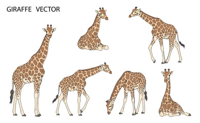 Obraz premium Giraffe Vector Icon Collection – Cute Wildlife Animal Poses for Safari and Nature Design