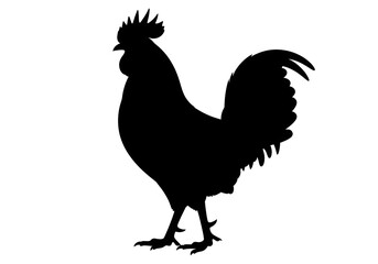 Fototapeta premium A colorful rooster, a type of poultry farm animal, is standing alone on a white background