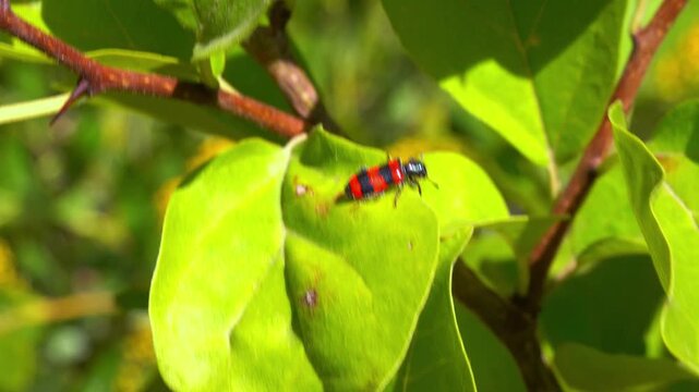 bee-eating beetle Trichodes apiarius - black and red beetle on a plant
